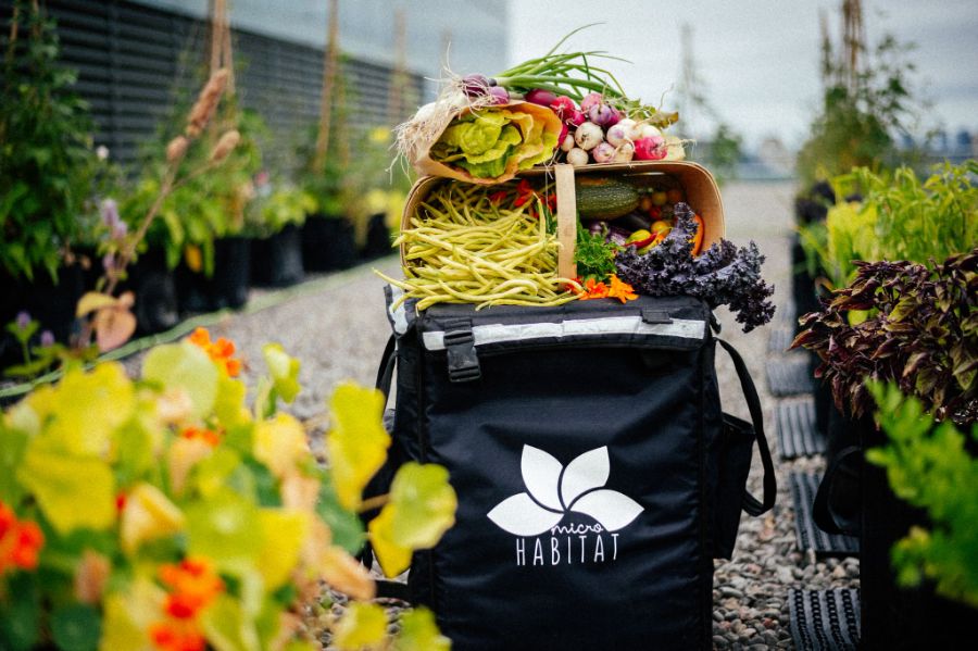 Growing Impact: How MicroHabitat is Feeding Communities and Greening Cities