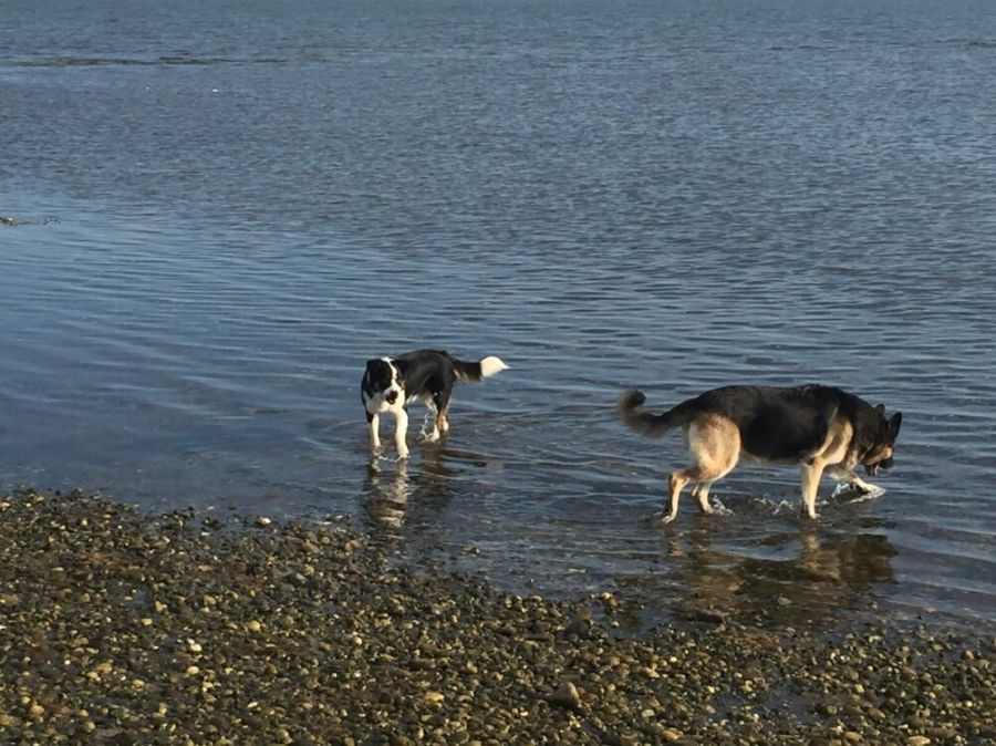 Pet-Friendly Places to Visit in the Hamptons