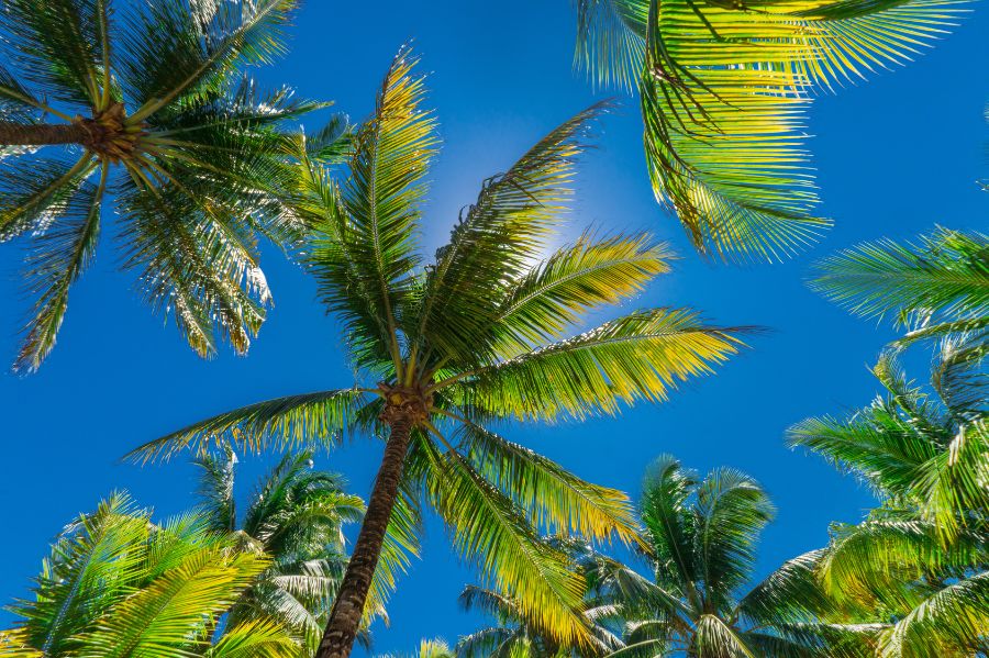 Plan for June 2023 in Palm Beach With This Helpful Guide