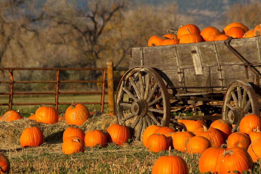 The Must-Visit Pumpkin Patches of Fairfield County and Beyond